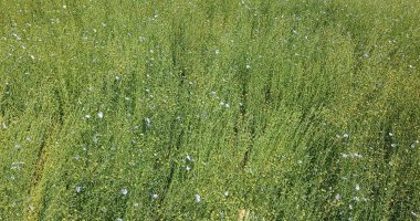 الذهب الأخضر.. انطلاق موسم حصاد الكتان بغيطان الشرقية.. سعر طن الألياف يتخطى الـ100 ألف جنيه.. يُصدر إلى الدول الأوروبية والصين.. ويستخدم فى صناعة الأقمشة وأوراق البنكنوت.. ومخلفاته تدخل فى صناعة الأعلاف