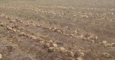 شوف الجمال.. محصول بنجر السكر فى أراضى المنيا (فيديو)