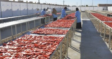الأقصر تستعد لطرح وتشغيل مجمع الصناعات الغذائية والتعبئة لتجفيف الطماطم بقرية الكيمان.. المجمع أقيم على مساحة 8.5 فدان ويضم 3 مناشر بمساحة 3600 متر وكامل المرافق.. وكيل الزراعة: زرعنا 40 ألف فدان
