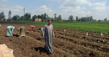 الكيلو بـ 7 جنيه.. شاهد حصاد بطاطس العروة الشتوية فى المنوفية "فيديو"