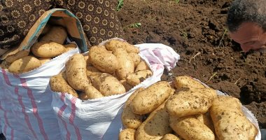 "البطاطس" ترسم الفرحة والبهجة على وجوه مزارعى المنوفية.. فلاحون: الفدان حقق أعلى إنتاجية له منذ سنوات.. 22 طنا للفدان الواحد.. وكيل الزراعة: متابعة وندوات إرشادية لتوجيه الفلاحين بأساليب العناية بالمحصول.. صور