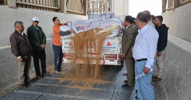 صوامع القنطرة شرق بالإسماعيلية تستقبل محصول القمح الجديد