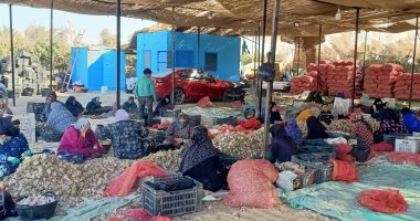 من قرية قاى ببنى سويف إلى العالم.. الثوم المصرى يغزو أسواق أوروبا والأمريكتين.. مراحل دقيقة تبدأ بالزراعة وتنتهى فى موانئ التصدير بمواصفات عالمية.. دعم مجتمعى وفرص عمل وإنتاج يراعى معايير الأسواق الدولية.. صور