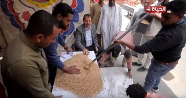 وكيل "تموين الفيوم": نتوقع تحقيق 95% من محصول القمح المستهدف هذا العام