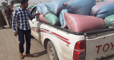 شون وصوامع المنيا تستقبل 3877 طناً من محصول القمح لموسم حصاد 2025  