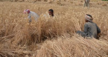شون وصوامع الأقصر تستقبل أطنان القمح فى الموسم الجديد.. التموين: تشكيل لجان فى شونة أرمنت وبنكر إسنا لاستلام وفرز القمح.. والمزارعون ينطلقون يومياً فى الحصاد والصوامع تسع 34000 طن.. صور