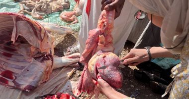 ضبط وتحرير 3 محاضر ذبح خارج المجازر خلال حملات للطب البيطرى بالأقصر.. صور