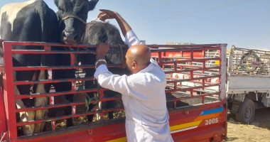 "بيطرى الأقصر": تشكيل لجان لفحص الماشية بالأسواق وحظائر القرى والنجوع