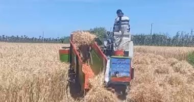 الفلاحون يتسابقون لحصاد الذهب الأصفر لتوريده إلى صوامع كفر الشيخ وسط أجواء من الفرحة.. أصوات المناجل تعزف أحلى الألحان وقت حصاد القمح.. والمحافظ يشارك الحصاد بمنجل.. وطفلة تتغنى بالفلاح.. فيديو وصور