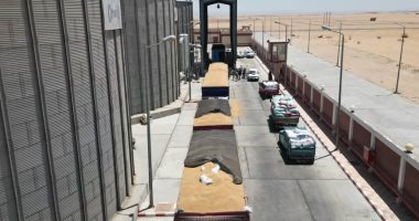  حصاد القمح بالوادى الجديد