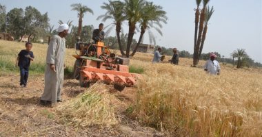 الدهب الأصفر نور الغيطان.. الصوامع تستقبل محصول القمح الجديد محصول القمح