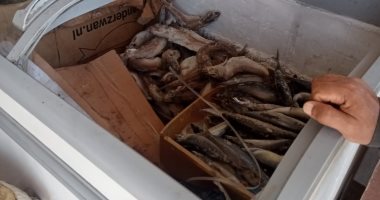 محافظة الجيزة تضبط 91 طن مصنعات لحوم ودواجن وأسماك فاسدة خلال 3 أشهر