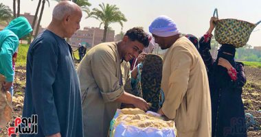 يوم الحصاد الكبير.. محصول البطاطس يرسم البهجة على وجوه الفلاحين محصول البطاطس