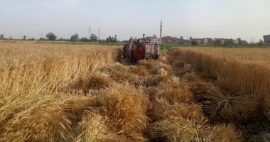 الذهب الأصفر.. حصاد القمح فى الشرقية محصول الخير (فيديو)