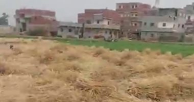 شاهد حصاد محصول القمح سنابل الذهب بغيطان الشرقية حصاد محصول القمح