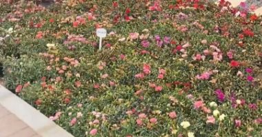 سيرة الورد في الحضارات.. تاريخ الزهرة من الأسطورة إلى الاستخدام زهور