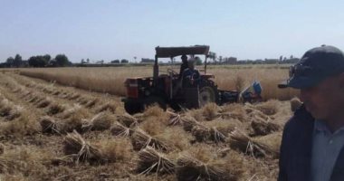 المواقع التخزينية بالشرقية تستقبل 20974 طنا من محصول القمح