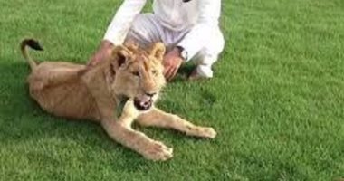 لمحبى الحيوانات الخطرة.. تعرف على أهم شرط لحيازتها وفقا للقانون