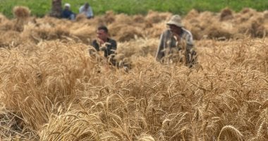 الذهب الأصفر يزين حقول بورسعيد.. موسم حصاد القمح يرسم البهجة على الوجوه