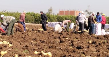 انطلاق موسم حصاد البطاطس فى القليوبية.. "الثمرة المدفونة" تكسو الأرض باللون الذهبى.. المزارعون: موسم الحصاد عيد لنا والإنتاج هذا العام كان جيدا.. والزراعة: لدينا 4180 فدانا مزروعة بالمحصول هذا العام.. صور العمالة بمزارع البطاطس