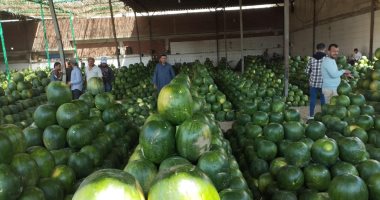 بشاير الصيف هلت.. شوادر البطيخ تزين الإسكندرية شوادر البطيخ