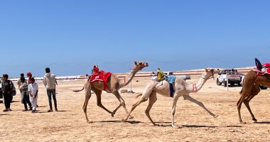 313 جملاً تشارك فى سباق العريش بمناسبة العيد القومي لمحافظة شمال سيناء جانب من السباق