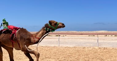 الهجن تتألق فى العريش.. مهرجان تراثى فى شمال سيناء يفتح أبواب السياحة وينعش ذاكرة أرض الفيروز.. الفعاليات بمضمار العريش أطول ميدان للهجن فى مصر.. عروض من السباقات شاركت فيها الإبل العربية الأصيلة مشهد جذب للسباق