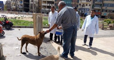 بيطرى الأقصر يحصن الكلاب الحرة بميدان أبو الحجاج ضد السعار لحماية المواطنين.. صور