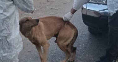 حملات موسعة لتحصين الكلاب الضالة ببورسعيد ضمن مبادرة مصر خالية من السعار