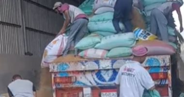 فى عيد العمال مفيش إجازات.. تواصل توريد القمح بصوامع كفر الشيخ.. مباشر تفريغ القمح بالصوامع