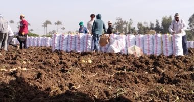 الفرحة تملأ مزارع القليوبية خلال حصاد البطاطس حصاد البطاطس فى القليوبية