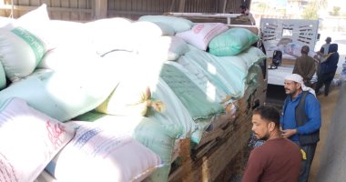 بشرة خير والإنتاج كبير.. طوابير السيارات داخل صوامع الحبوب لتوريد القمح فى القليوبية.. مدير الصوامع يكشف خطوات التوريد.. وفحص درجة النقاوة وتحديد نسبة الرطوبة بآلات حديثة.. ورصد الكميات داخل كل صومعة.. صور