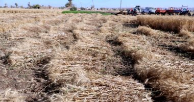 موسم القمح رمز للبهجة والأمل بسوهاج.. بين حرارة الشمس وهمّة الفلاحين تتسابق الخطى لجمع المحصول.. صوامع المحافظة تستقبل الأقماح بلا عقبات والدولة تضمن سعرا عادلا للفلاح.. و192 ألف فدان مساحة المحصول بالمحافظة