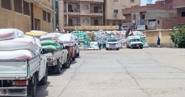 توريد 56717 طن قمح بـ 26 موقعا فى كفر الشيخ.. صور توافد السيارات محملة بالأقماح