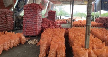 بلد الخير.. بدء موسم حصاد وتجميع البصل بقرية منشأة جنزور فى الغربية.. فرز الأنواع والأحجام من الأبيض والأحمر وتعبئتها استعدادًا لتوزيعها على السوق المحلى والخارجى.. التجار: موسم خير يوفر فرص عمل موسم البصل فى الغربية