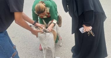 بيطرى الإسماعيلية يتابع حملاته المكثفة لتحصين الكلاب الضالة ضد مرض السعار جانب من تطعيم الكلاب