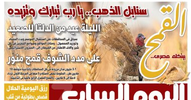 على مدد الشوف قمح منور.. القمح بيتكلم مصرى على صفحات اليوم السابع غدا