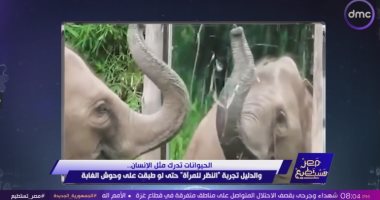 أحمد فايق: تجارب العلماء أثبتت أن بعض الحيوانات لديها إدراك ذاتي بشكلها