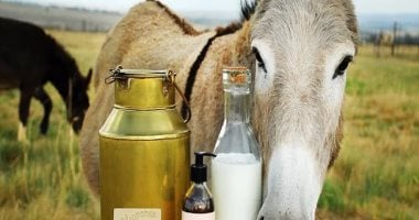 نيوز برو : 
                                            اليوم العالمي للحمار.. كيف استخدم حليبه في صناعة منتجات العناية بالبشرة؟
                                        
