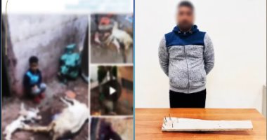 ضبط المتهم بالتعدى على الكلاب الضالة فى شبراخيت بالبحيرة.. فيديو