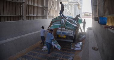 خير بلدنا يتدفق.. صوامع الإسكندرية تواصل استقبال القمح المحلي توريد القمح