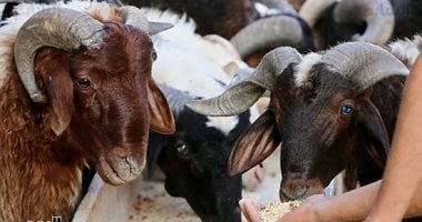 قبل عيد الأضحى.. التموين تطرح لحوما وسلعا بأسعار مخفضة وتعلن أماكن البيع.. فيديو وزارة التموين تطرح سلع ولحوم بأسعار مخفضة قبل عيد الأضحى