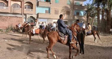 غبار الأرض شاهد على النزال.. منافسة الخيالة في مولد أبو عامر بقنا.. لايف مرماح مولد الشيخ حسن أبو عامر