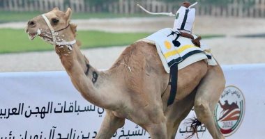 الهجن الإماراتية والخليجية تتسابق على المجد فى ميدان الوثبة بأبوظبى.. صور سباقات الهجن