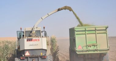 الفرافرة مملكة الغلال والزيتون ومورد خيرات الطبيعة فى قلب الصحراء الغربية.. ثاني أكبر مراكز الوادي الجديد إنتاجا للبطاطس والقمح والمحاصيل الطبية والعطرية.. وأهم مقصد لعشاق سياحة السفاري والسياحة البيئية.. صور جانب من مشروعات الفرافرة الزراعية