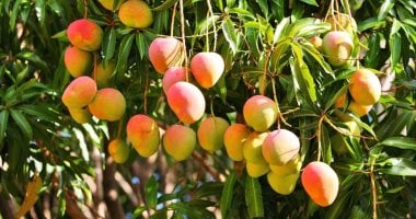 تليفزيون اليوم السابع يستعرض بشاير المانجا تُطرح فى مزارع الإسماعيلية مزارع الإسماعيلية و طرح أولى بشاير المانجا