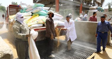 ذهب سوهاج الأصفر.. موسم حصاد القمح يبهج المزارعين وينعش الأسواق صوامع سوهاج