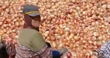 بنت الشرقية لتليفزيون اليوم السابع: بحصد البصل من 6 الصبح كل يوم.. فيديو سيدة شرقاوية اثناء حصاد البصل