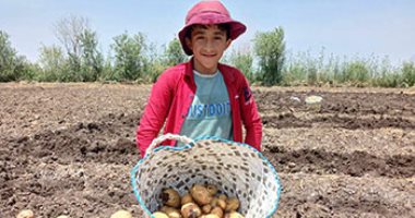 فرحة الصغار والكبار فى موسم حصاد محصول البطاطس فى غيطان الشرقية.. "كارا" أشهر الأنواع ومطلوب للتصدير.. موسم يوفر مصدر رزق لعاملات اليومية.. إنتاجية الفدان من 8 لـ11 طنا والسعر من 8 لـ10 جنيهات للكيلو.. فيديو كارا اشهر اصناف البطاطس للتصدير