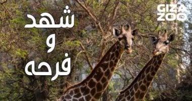 حديقة الحيوان بالجيزة تحتفل بعيد ميلاد الزرافتين شهد وفرحة الزرافتين شهد وفرح